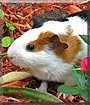 Cherrio the Guinea Pig