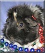 Spicy the Abyssinian Guinea Pig
