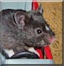 Jack the Black Bear Hamster