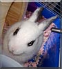 Nelly the Norwegien Dwarf Rabbit
