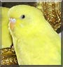 Marianna the Parakeet