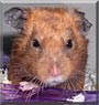 Piggy the Teddy Bear Hamster