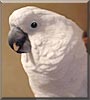Frosty the Umbrella Cockatoo