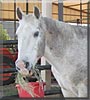 Little Gray the Quarter Horse