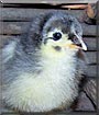 Addison the Cochin Chicken