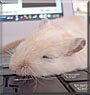 Rosie the Mongolian Gerbil