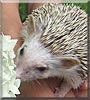 Juniper the African Pygmy Hedgehog