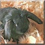 Eeyore the Lionhead, Lop Rabbit