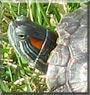 Gulliver the Red Eared Slider