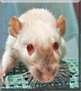 Milly the Siamese Dumbo rat