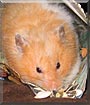 Muffin the Teddy bear hamster