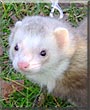 Seth the Ferret
