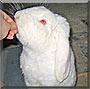Homer the French lop Rabbit