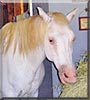 Foggy the Appaloosa Mare