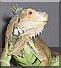 LP the Green Iguana