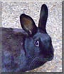 Onyx the Dwarf Rabbit