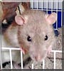 Garfunkle the Rex Rat
