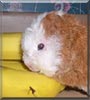 Alexis the Texel Guinea Pig