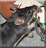 Usuki the Mouse