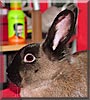 Jess the Netherland Dwarf Rabbit