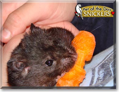 Snickers, the Pet of the Day Snickers, the Pet of the Day