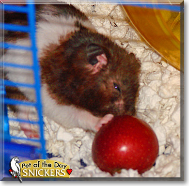 Snickers, the Pet of the Day