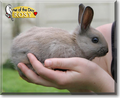 Rosy, the Pet of the Day Rosy, the Pet of the Day