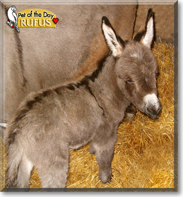 Rufus, the Pet of the Day Rufus, the Pet of the Day