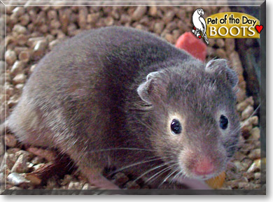 Boots, the Pet of the Day Boots, the Pet of the Day