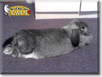 Gwen, the Pet of the Day Gwen, the Pet of the Day