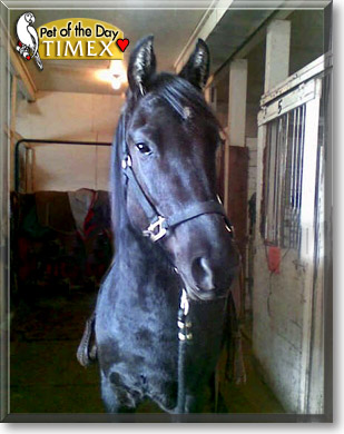 Timex, the Pet of the Day Timex, the Pet of the Day