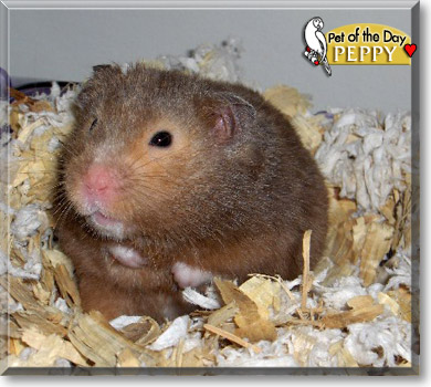 Peppy, the Pet of the Day Peppy, the Pet of the Day