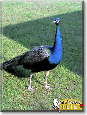 Pete, the Pet of the Day