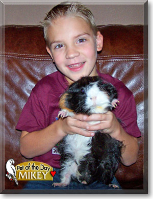 Mikey, the Pet of the Day Mikey, the Pet of the Day