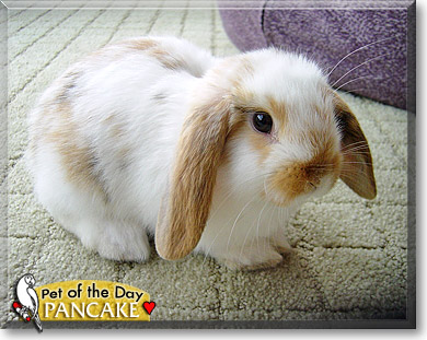 Pancake, the Pet of the Day