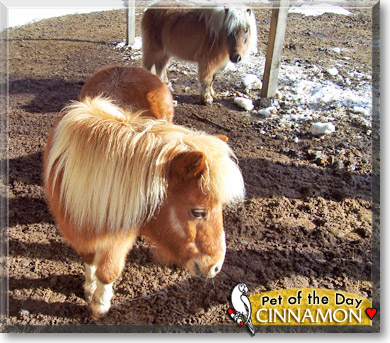 Cinnamon, the Pet of the Day Cinnamon, the Pet of the Day