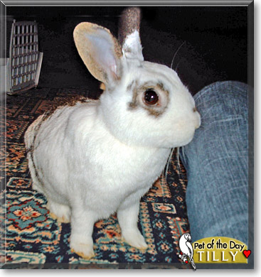 Tilly, the Pet of the Day Tilly, the Pet of the Day