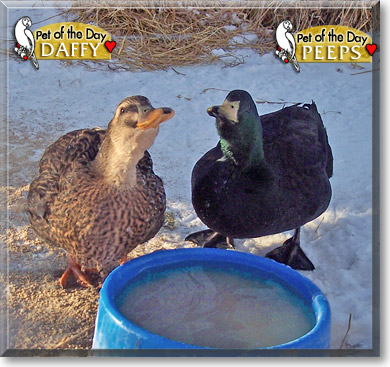 Daffy, Peeps, the Pet of the Day