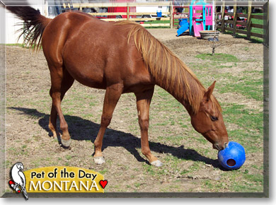 Montana, the Pet of the Day Montana, the Pet of the Day