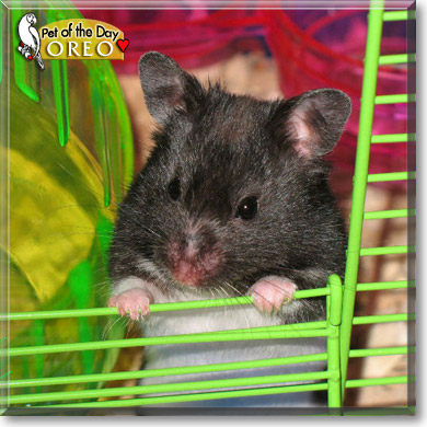 Oreo, the Pet of the Day