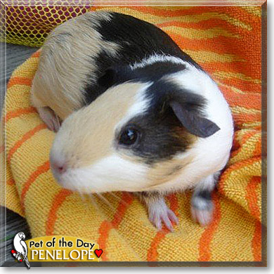Penelope, the Pet of the Day Penelope, the Pet of the Day