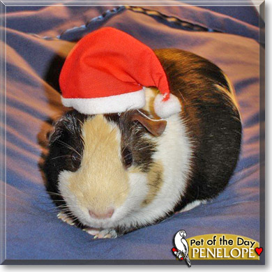 Penelope, the Pet of the Day Penelope, the Pet of the Day