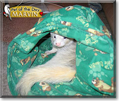 Marvin, the Pet of the Day