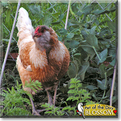 Blossom, the Pet of the Day