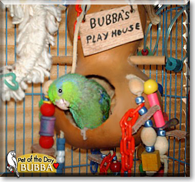 Bubba, the Pet of the Day