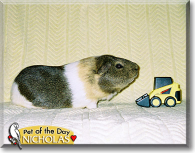 Nicholas, the Pet of the Day