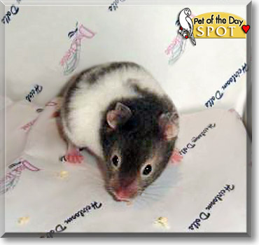 Spot, the Pet of the Day
