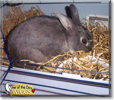 Wiggs, the Pet of the Day