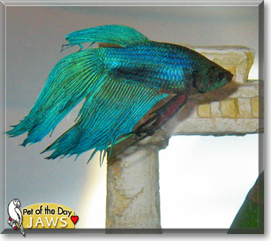 Jaws, the Pet of the Day