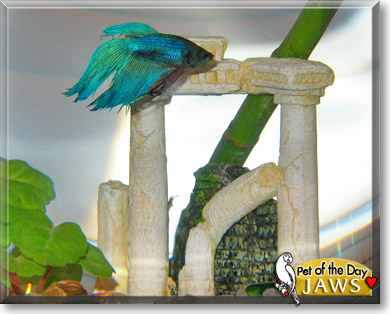 Jaws, the Pet of the Day